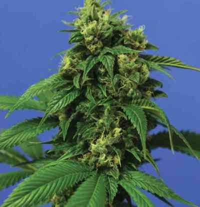 Wreckage > T.H. Seeds | Feminized Marijuana   |  hybrid
